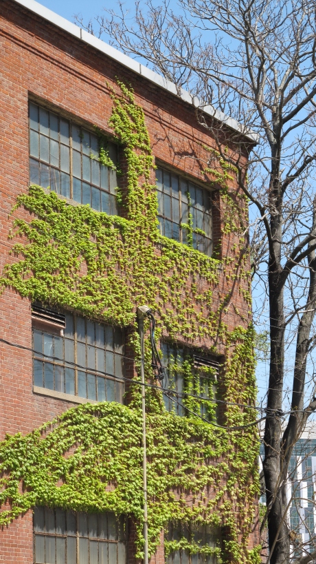 Springtime greenery on an MIT building.